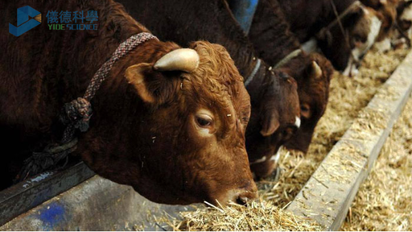 飼料中重金屬影響牧畜健康，智能石墨消解儀分析其含量